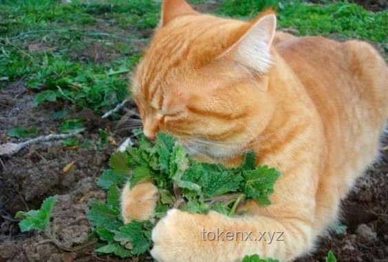 斷眉找到了屬于自己的貓薄荷：全面指南