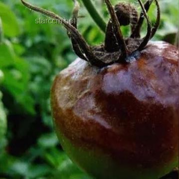 廣東潮濕氣候與辣椒食用習(xí)慣的背離探析