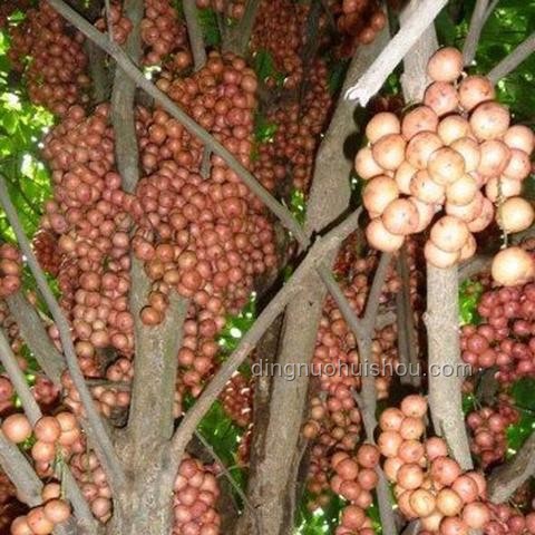 “熱帶水果自由”要來了：傳統(tǒng)購買模式與新興渠道對比分析