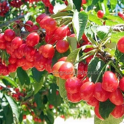 “熱帶水果自由”要來了：傳統(tǒng)購買模式與新興渠道對比分析