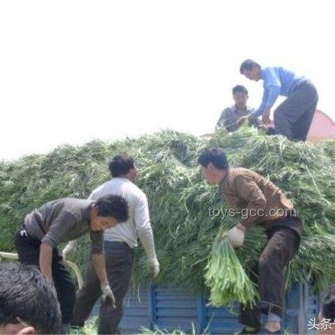 痔瘡生長(zhǎng)極限與手術(shù)治療實(shí)錄研究