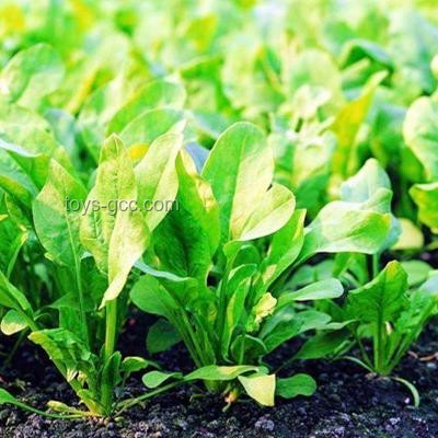 痔瘡生長(zhǎng)極限與手術(shù)治療實(shí)錄研究