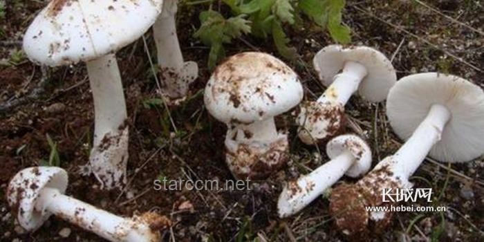 “毒蘑菇”之殤：探索食物中毒背后的警示