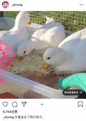 ???? 鴨子吃浮漂的奇妙世界：一視頻過(guò)癮，滿足你的所有好奇！