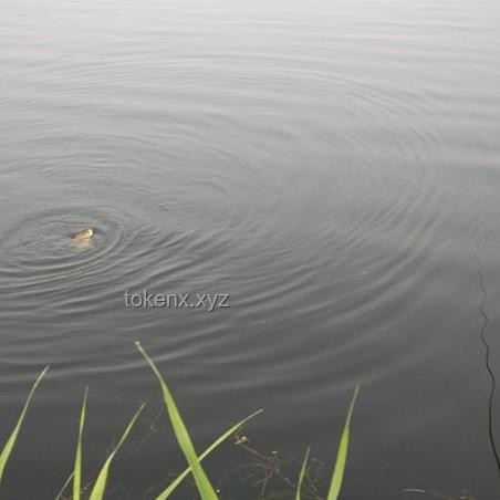 “鴨趣經濟”崛起：喜歡看鴨子吃浮漂視頻趨勢分析與未來展望