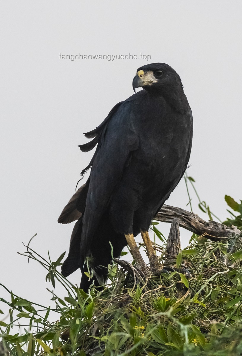 ??反轉(zhuǎn)認(rèn)知：烏鴉——益鳥？害鳥？還是生態(tài)智慧的使者？