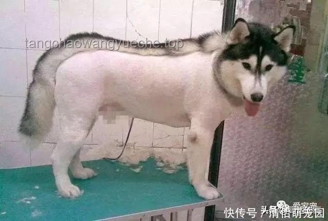 “狗王”長毛爆火：主人創(chuàng)新回應(yīng)背后的思維啟示??