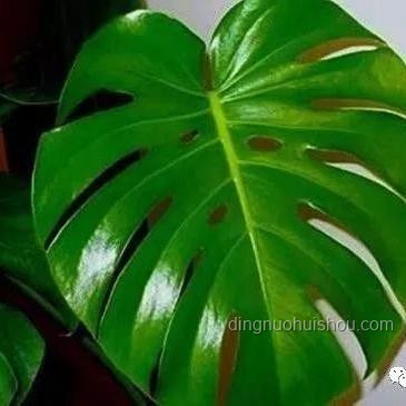 讓「手動倒灰」成為過去式：自集塵吸塵器創(chuàng)新對比分析