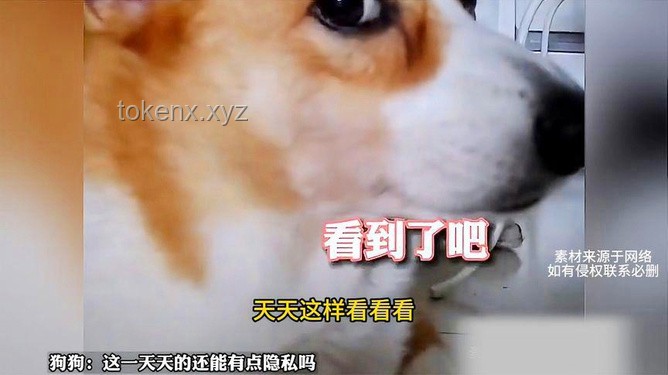 狗狗沖突解決方案：妹子監(jiān)控發(fā)現(xiàn)“常威打來福”，耶耶如何和平相處