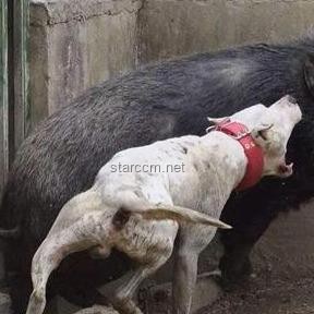 印男子泰國景區(qū)摸老虎屁股遭撲咬：安全游覽野生動物區(qū)指南