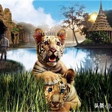 印男子泰國景區(qū)摸老虎屁股遭撲咬：安全游覽野生動物區(qū)指南