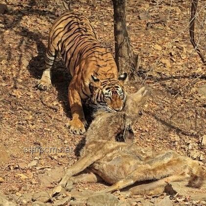 印男子泰國景區(qū)摸老虎屁股遭撲咬：安全游覽野生動物區(qū)指南