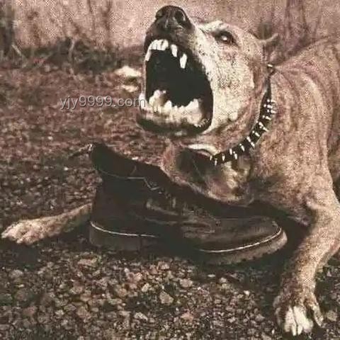 7歲男童遭惡犬撕咬：兒童防犬攻略