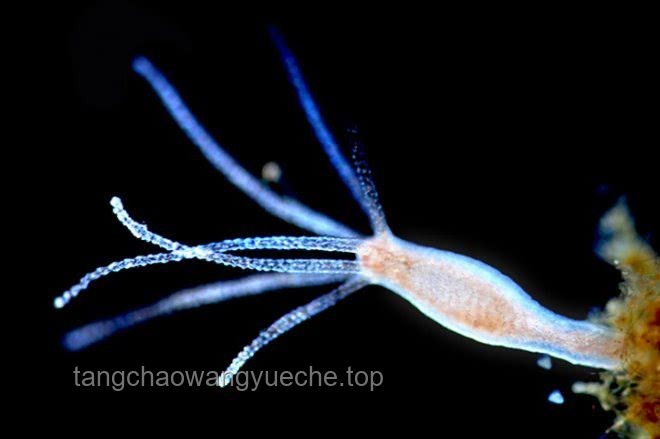 蜉蝣壽命極限下的生物演化新趨勢