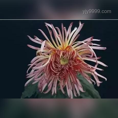中山漫展全攻略，輕松玩轉(zhuǎn)二次元盛會！