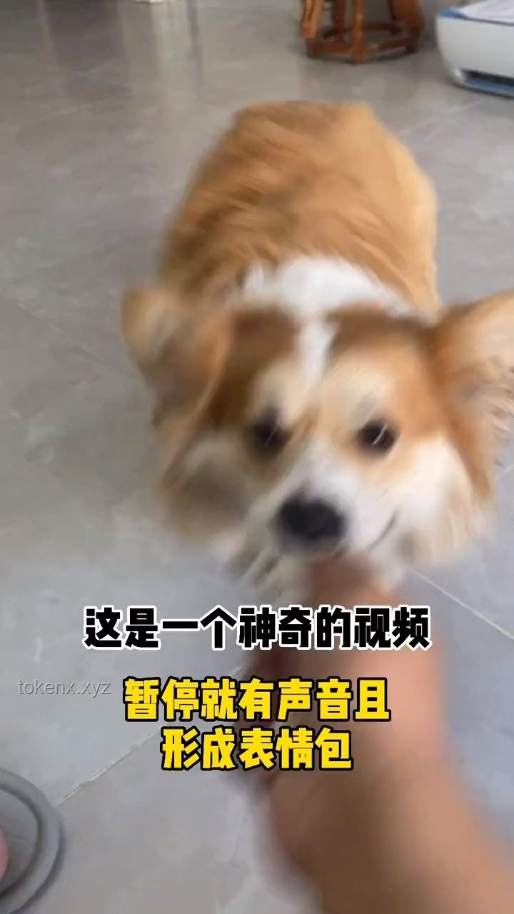 如何解決“暫停800次才能看清的狗”視頻模糊問(wèn)題