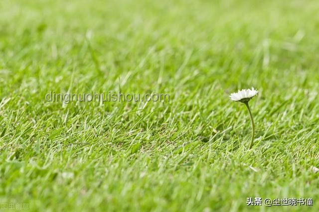 如何評(píng)價(jià)《原神》2025年6月1日更新的幻想真境劇詩(shī)（雷冰草）？
