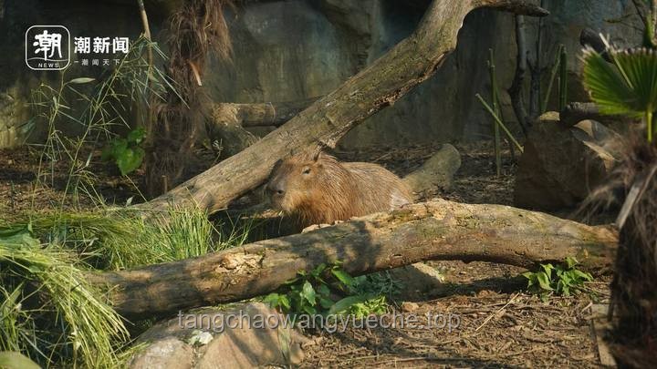 卡皮巴拉出逃與回歸背后的動(dòng)物園管理新視角