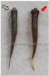 手捏“變異泥鰍”？了解未知水生生物安全處理