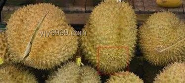 別再錯過！天價“垃圾”變廢為寶指南 ??榴蓮蟲、發(fā)霉鹽的秘密價值