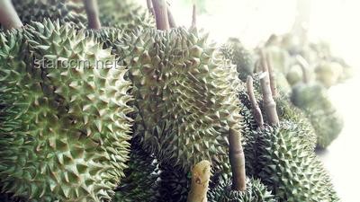 經(jīng)期榴蓮消費(fèi)或成緩解痛經(jīng)新趨勢
