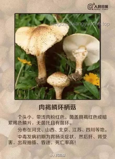 湖南毒蘑菇事件警示：野生蘑菇食用風險與防控趨勢