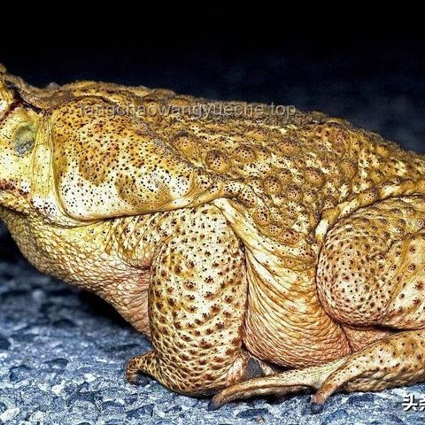 《貓和老鼠》與同類動畫對比：解析風靡全球之謎