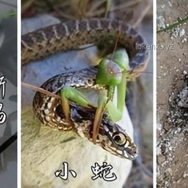 《貓和老鼠》與同類(lèi)動(dòng)畫(huà)對(duì)比：解析其風(fēng)靡全球之因