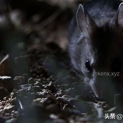 《貓和老鼠》與同類(lèi)動(dòng)畫(huà)對(duì)比：解析其風(fēng)靡全球之因