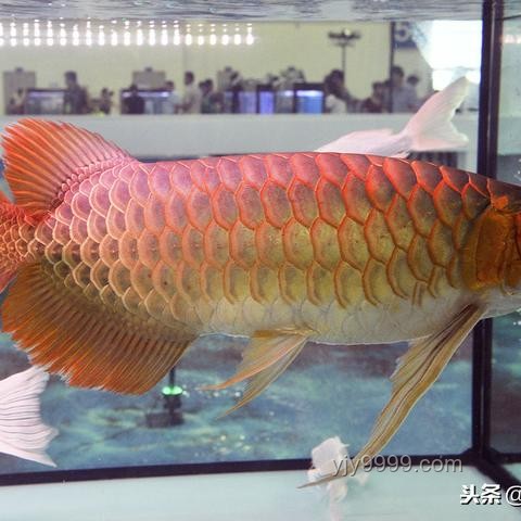 印尼隊(duì)身價(jià)遠(yuǎn)超國足：多維度對比分析
