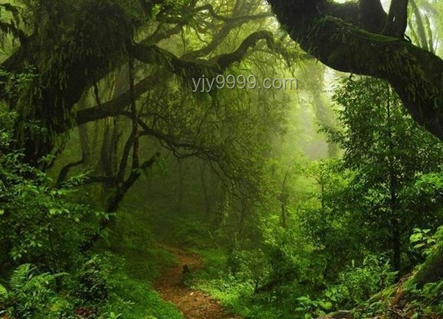 在美洲雨林探險安全指南