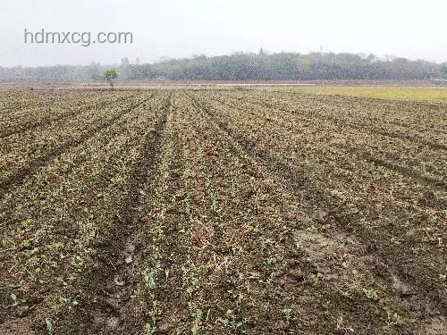 加固溪流生態(tài)，河貍先生引領(lǐng)綠植移栽新趨勢(shì)