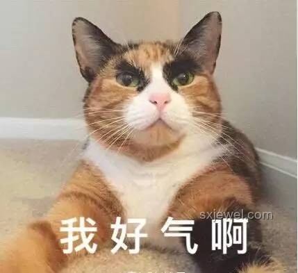 大司馬貓meme：網(wǎng)絡(luò)迷因的娛樂(lè)與情感共鳴