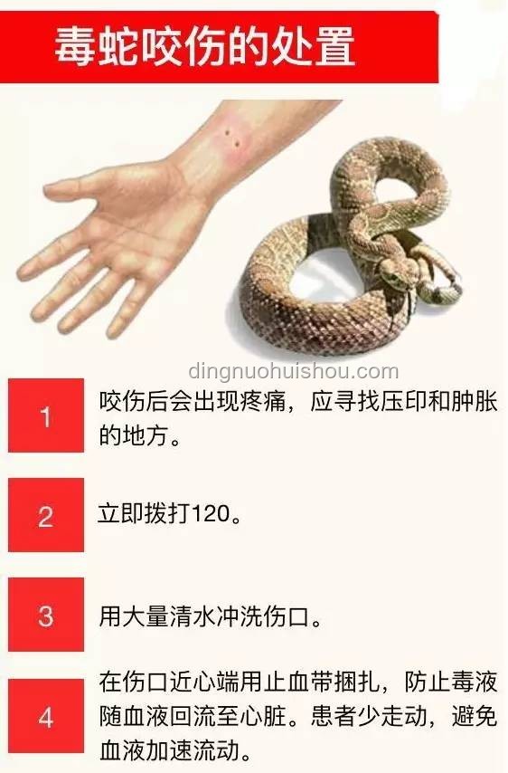 男子被蝮蛇咬傷，全市無適配血清：急救體系短板何在？