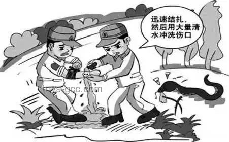 女子疑被蛇咬死 家屬愿意尸檢：醫(yī)療救治與公共安全深度剖析