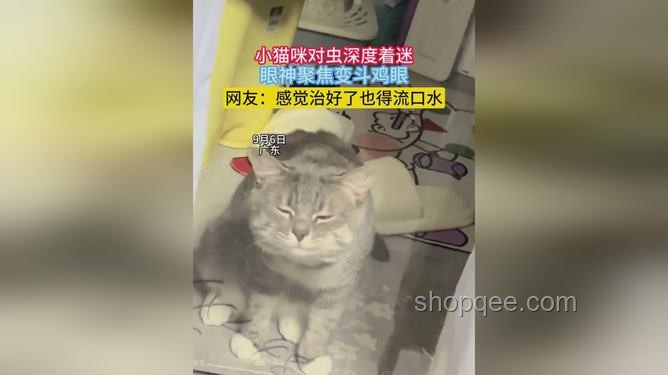 看到真正的決戰(zhàn)貓貓之顛：寵物電商行業(yè)巔峰之戰(zhàn)深度剖析