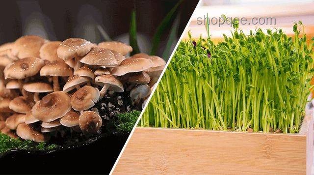 天生自帶鮮味食材的未來(lái)趨勢(shì)：天然與健康并重