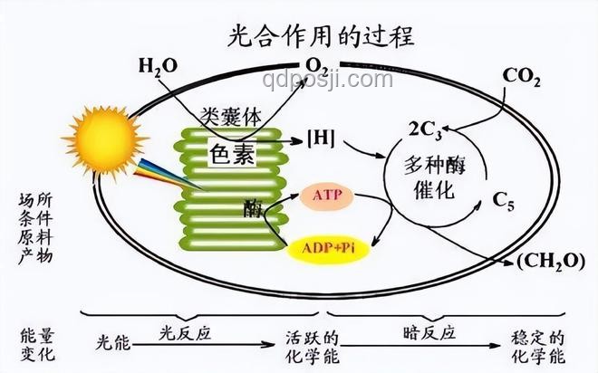 全合成的意義是什么？化學(xué)合成,人工制造,材料科學(xué),藥物研發(fā)