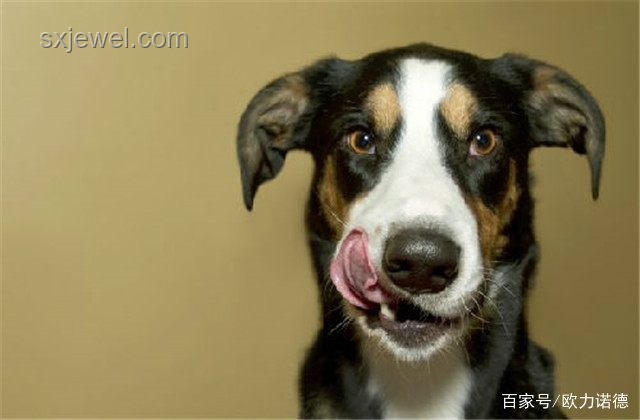 標(biāo)題：狗吃屎的啟示：人生三大導(dǎo)師教會我的事??
