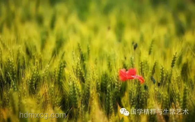 今日芒種，播種創(chuàng)新之種：跨界融合播種未來(lái)