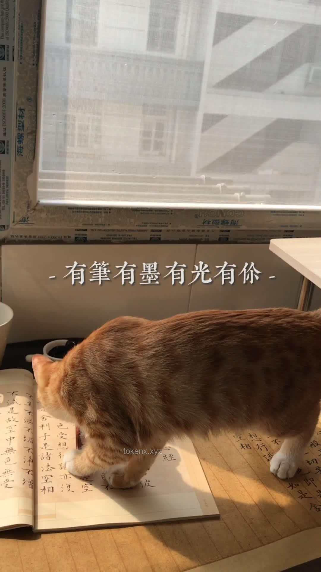 養(yǎng)貓之后，生活底線大挑戰(zhàn)
