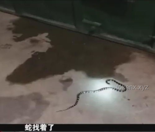三亞女子被咬身亡救治案例研究：未提蛇咬成關(guān)鍵細節(jié)