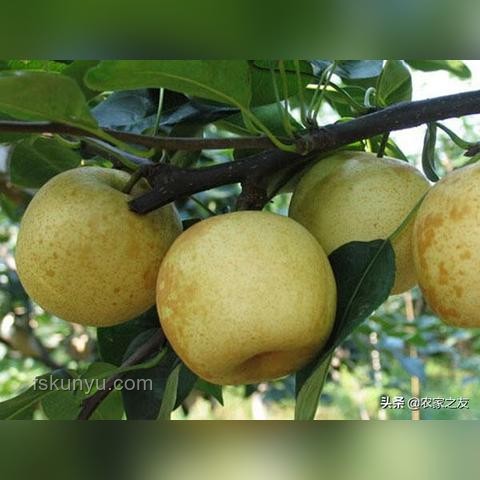 ?？诶笾ν醺邇r拍賣引領(lǐng)高端果業(yè)新趨勢
