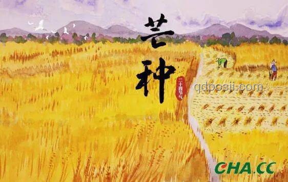 今日芒種，如何應(yīng)對(duì)農(nóng)事繁忙與氣候挑戰(zhàn)