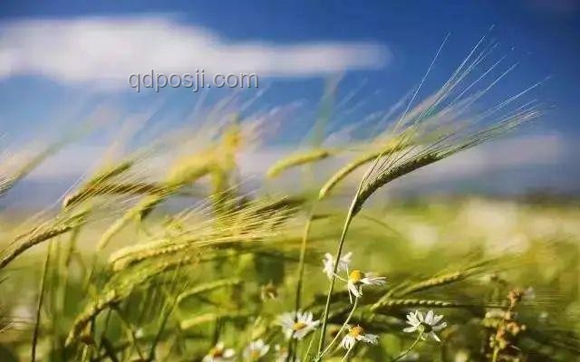 今日芒種，如何應(yīng)對(duì)農(nóng)事繁忙與氣候挑戰(zhàn)