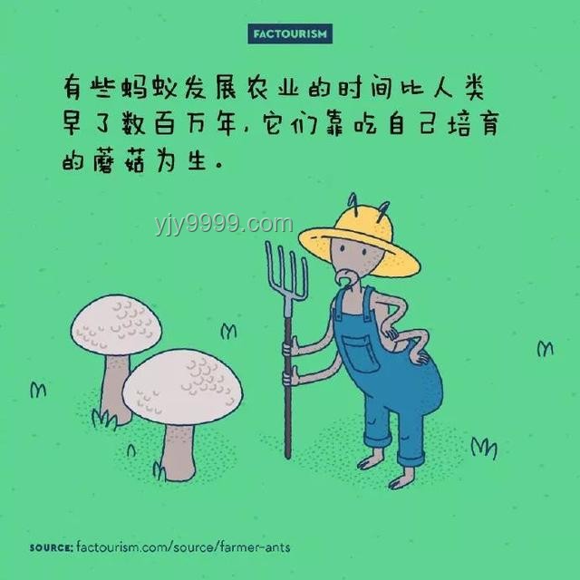 精靈寶可夢中有哪些鮮為人知的有趣冷知識？