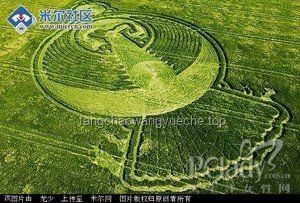 河北臨漳麥田金屬尖銳物投放事件研究