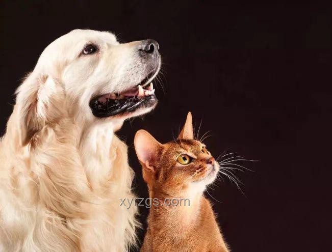 我國異寵飼養(yǎng)規(guī)模超1700萬人，寵物經(jīng)濟新藍海