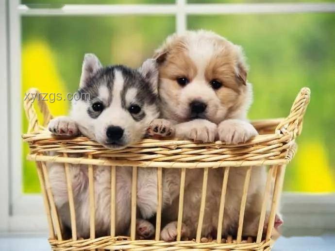 我國異寵飼養(yǎng)規(guī)模超1700萬人，寵物經(jīng)濟新藍海