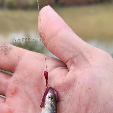 釣魚佬新風(fēng)尚：出水即入鍋的餐飲革命